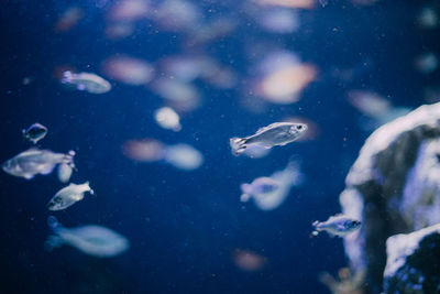 Close-up of fish swimming in aquarium