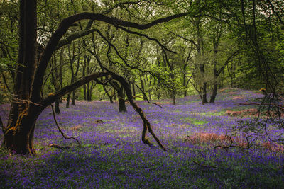 Scenic view of purple flowering trees in forest