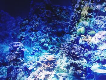 Close-up of jellyfish swimming in sea