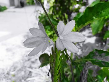 Close-up of white flowering plant