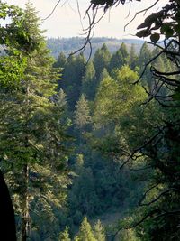 Trees in forest against sky