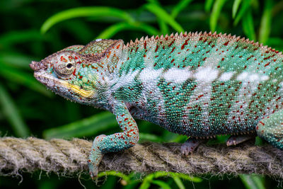 Close-up of lizard on plant