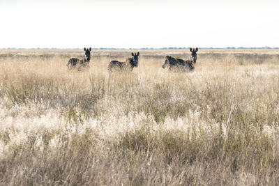 View of zebras on field