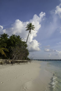 Palm trees on beach against sky