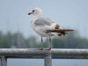 Close-up of seagull perching on railing against sky