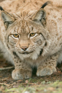 Close-up portrait of cat