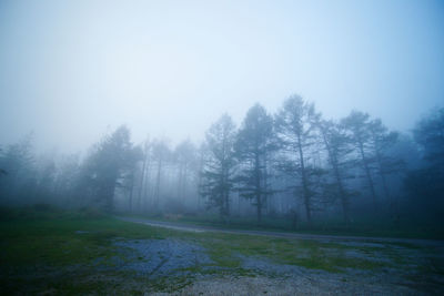 Trees in forest during foggy weather against sky