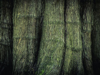 Full frame shot of tree trunk