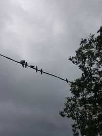 Low angle view of silhouette birds perching on tree