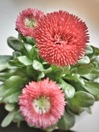 Close-up of pink flower blooming outdoors