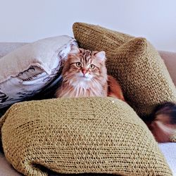 Portrait of cat relaxing in cushions