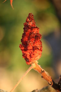 Close-up of red flower against blurred background