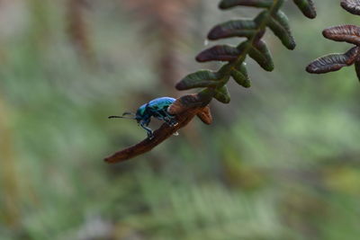 Close-up of insect on plant