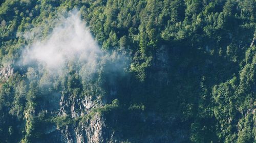 High angle view of waterfall in forest