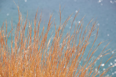 Close-up of dry grass by lake against sky