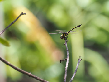 Close-up of insect on plant