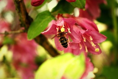 Close-up of bee pollinating on flower