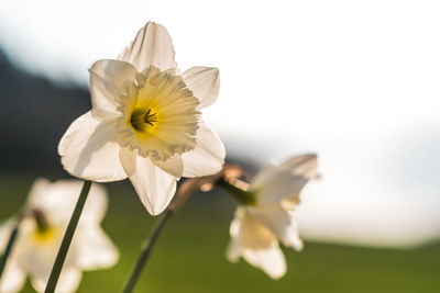 Close-up of white flowers