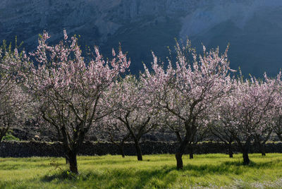 Almond trees covered in blossom in the bernia mountains, alicante province, spain