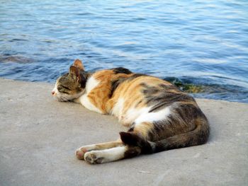 Cat sitting in a water