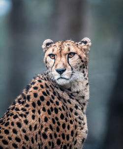 Close-up of cheetah