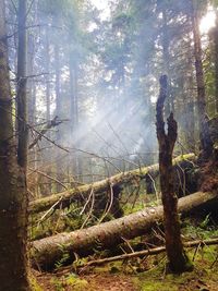 Trees in forest