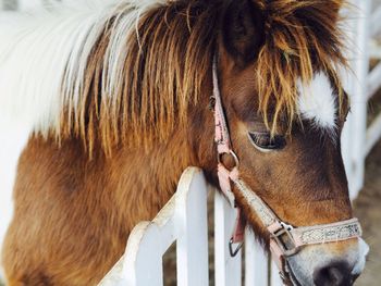 Close-up of horse