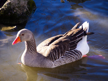 Duck swimming in lake