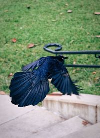 High angle view of bird flying at park