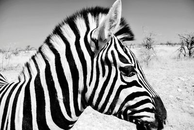 Close-up of a zebra