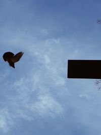 Low angle view of bird flying against sky