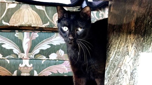 Close-up portrait of cat sitting