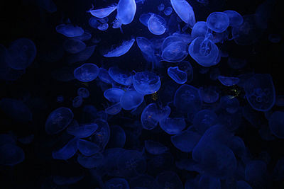 Close-up of jellyfish in sea