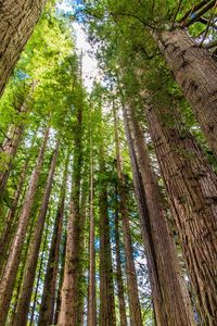 Low angle view of trees in forest