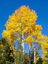 Low angle view of yellow flowering tree against blue sky