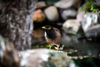 Close-up of bird perching on rock