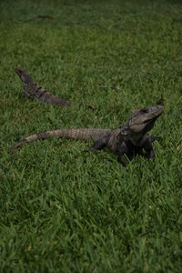 Lizard on a field