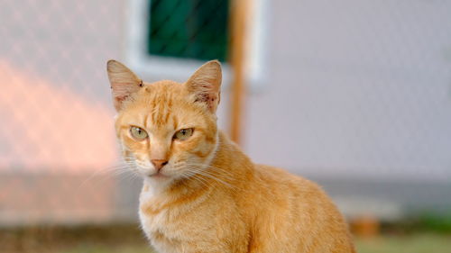 Close-up portrait of tabby cat