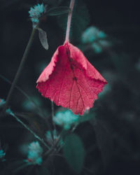 Close-up of red leaf against blurred background