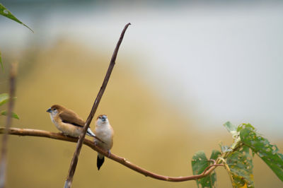 Close-up of bird perching on branch