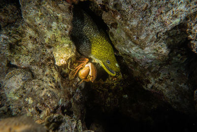 Close-up of lizard on rock