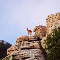 Low angle view of mountain goat against sky