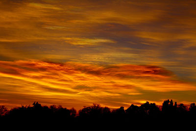 Silhouette of trees at sunset