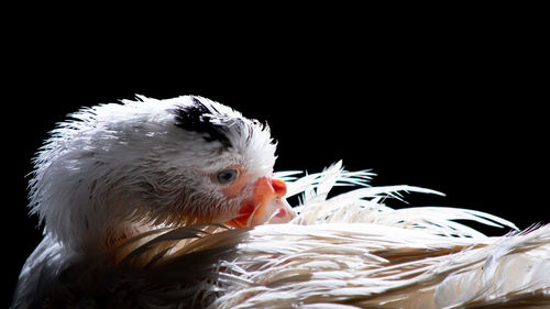 Close-up of a bird against black background