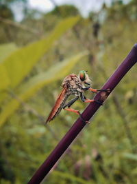 Close-up of grasshopper on land