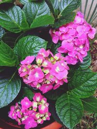 Close-up of pink flowers