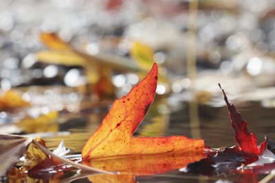 Close-up of dry maple leaves on water