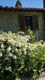 Low angle view of flowers against blue sky