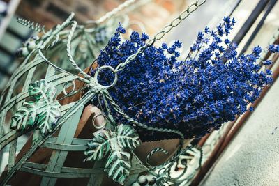 Close-up of blue flowers in metallic container