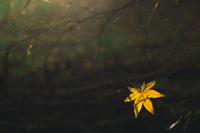 Close-up of yellow maple leaves on tree